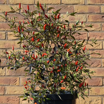 Picture of Zimbabwe Black Chilli Pepper